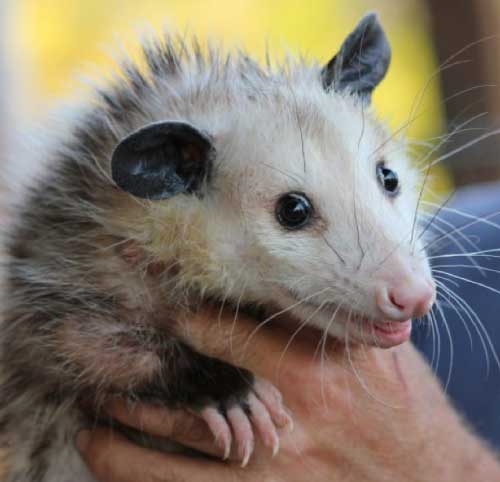 Possum Removal Canberra