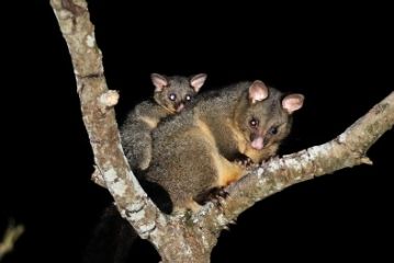 Brush Tail Possum Removal