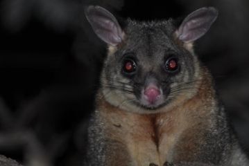 Feather Tail Possum Removal