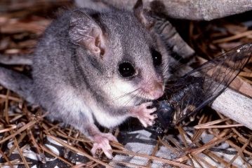 possum removal canberra