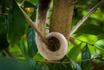 Ring Tail Possum Removal