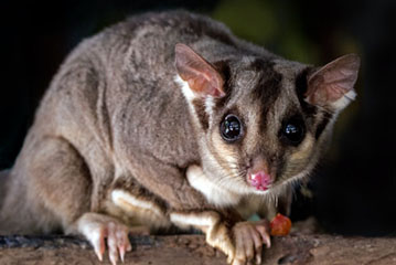 stripped possum removal