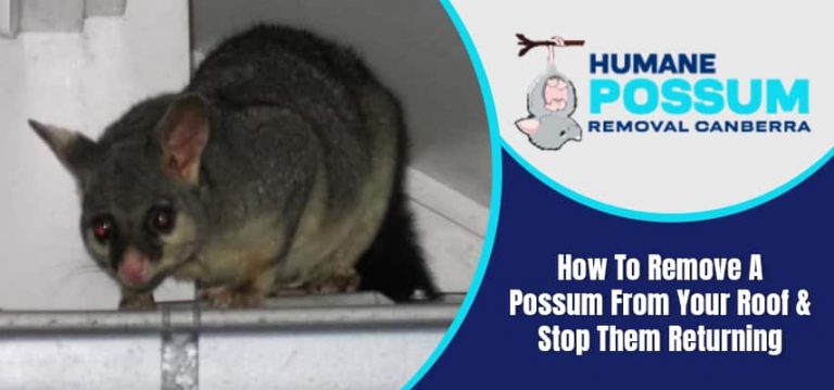 Remove A Possum From Your Roof