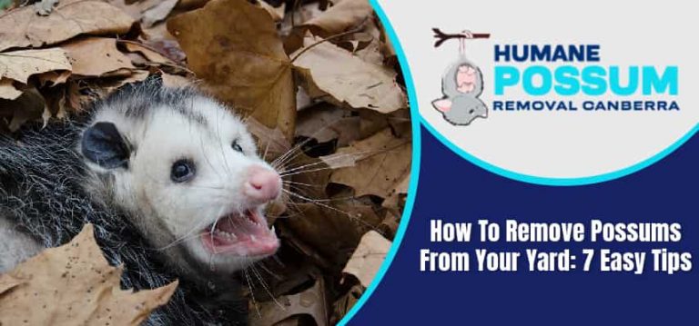 Remove Possums From Your Yard