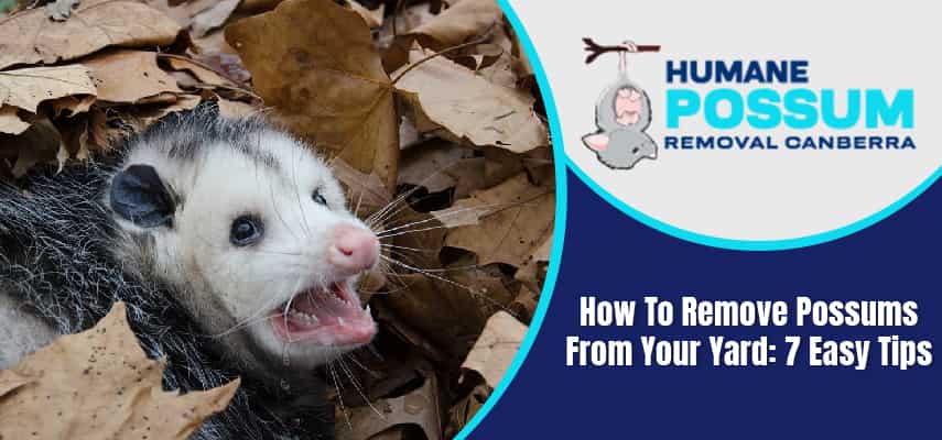 Possum Trap, Remove Possums Humanely By Trapping Them