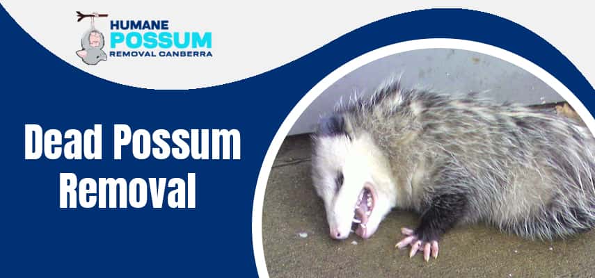 Dead Possum Removal Service