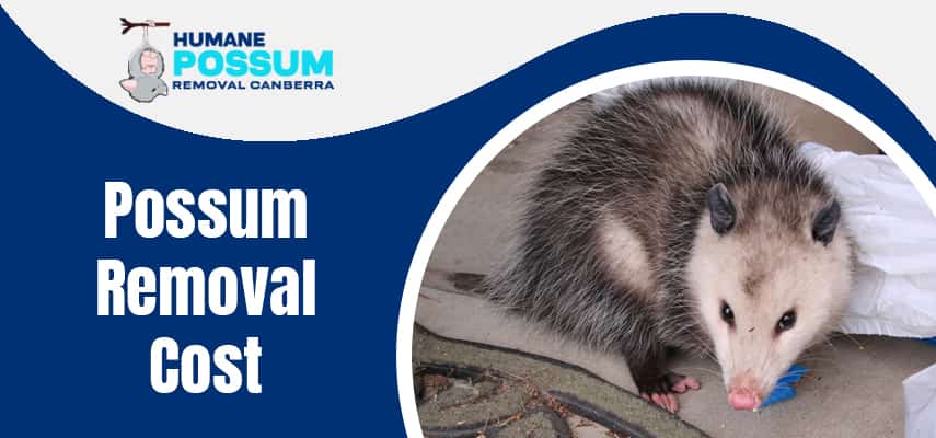 Possum Removal Cost Service