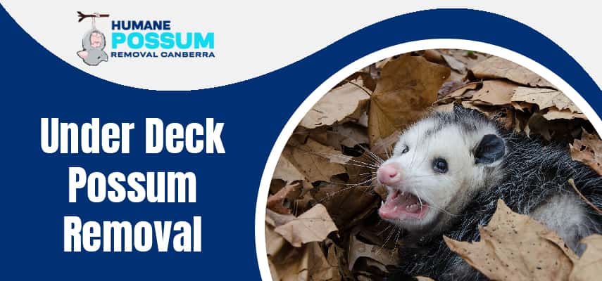 Under Deck Possum Removal