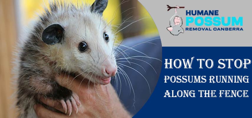 How To Stop Possums Running Along The Fence