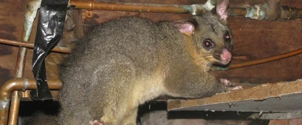 Found Possum Scratches On Roof How to Scare Them Away