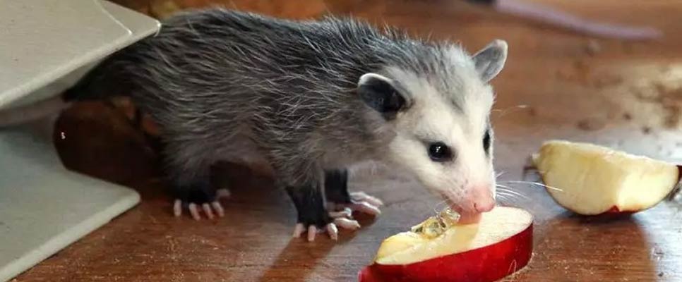 How To Keep Possums Out Of Your Walls Long-Term Solutions For Prevention