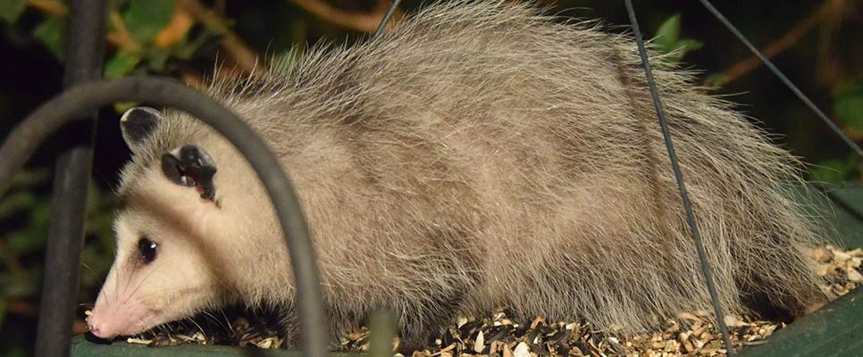 How To Stop Possum From Nesting On Your Garden Tree