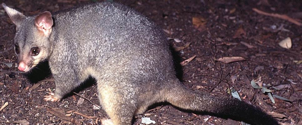 Possum Noise In Ceiling What Sounds And Noises Does A Possum Make