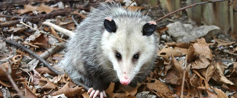 Do Possums Hibernate In Winter